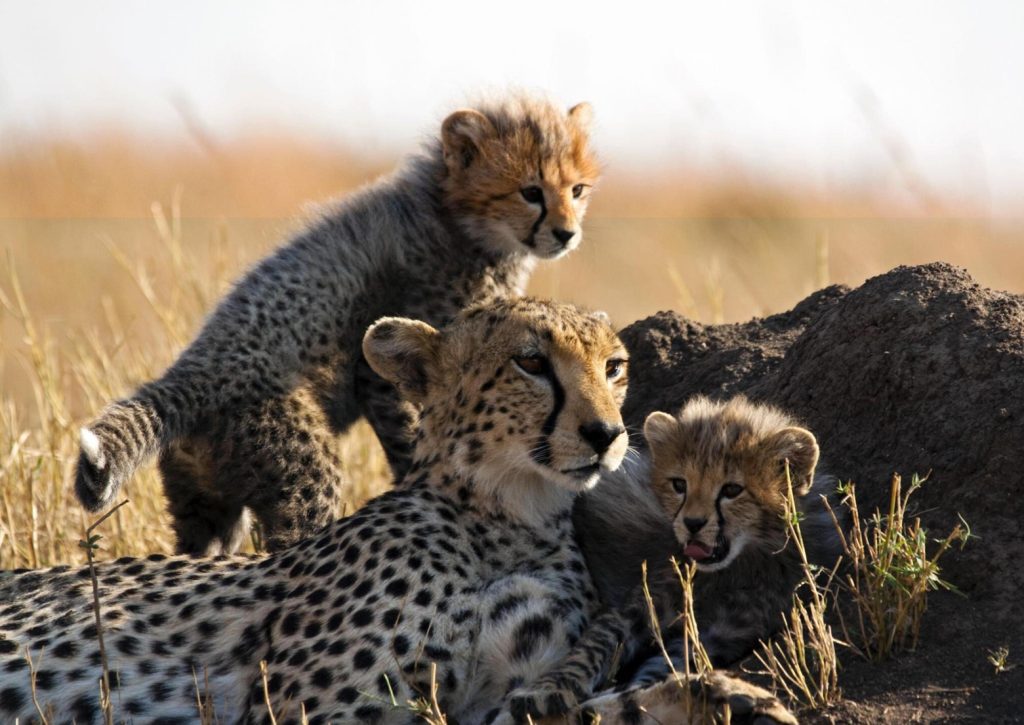 Exploring Tanzania’s National Parks: The Best Time to Embark on Your Safari Adventure