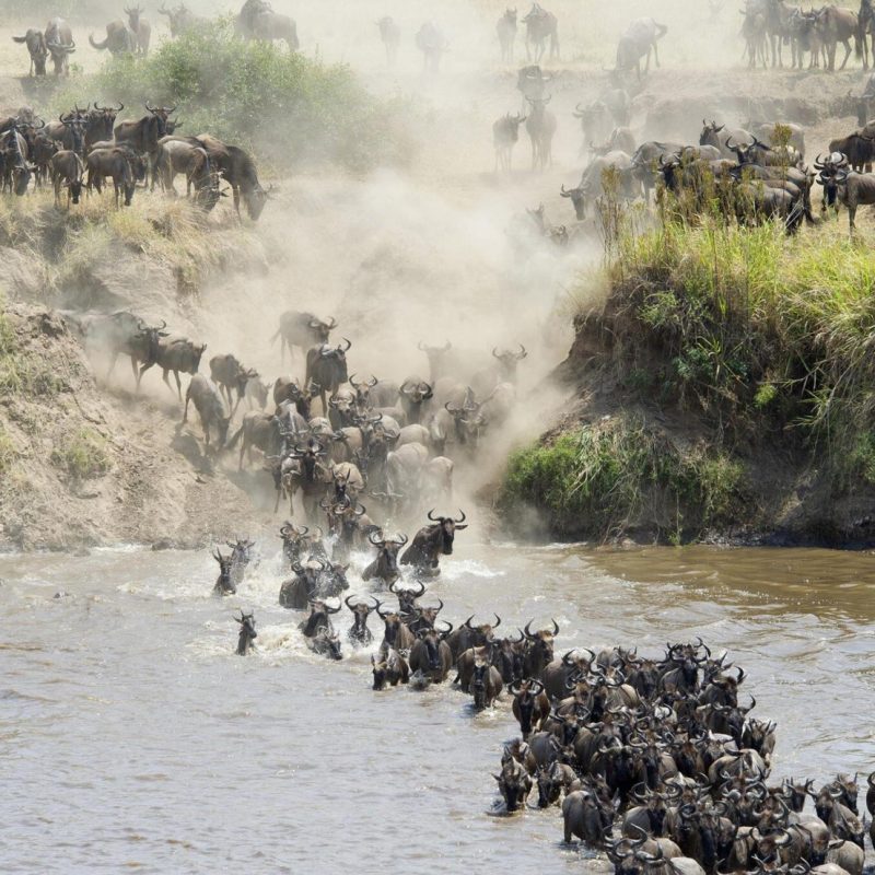 Migration Sere