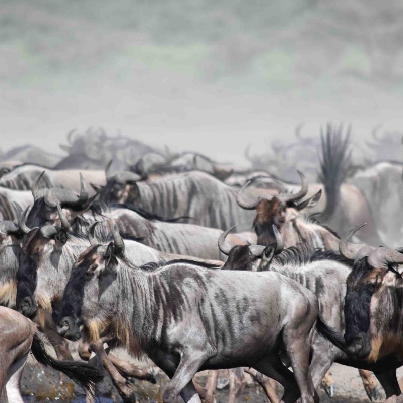 Wildebeest 3