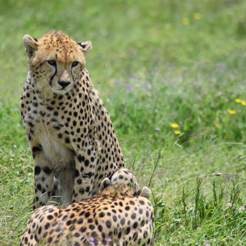 cheetar - Copy