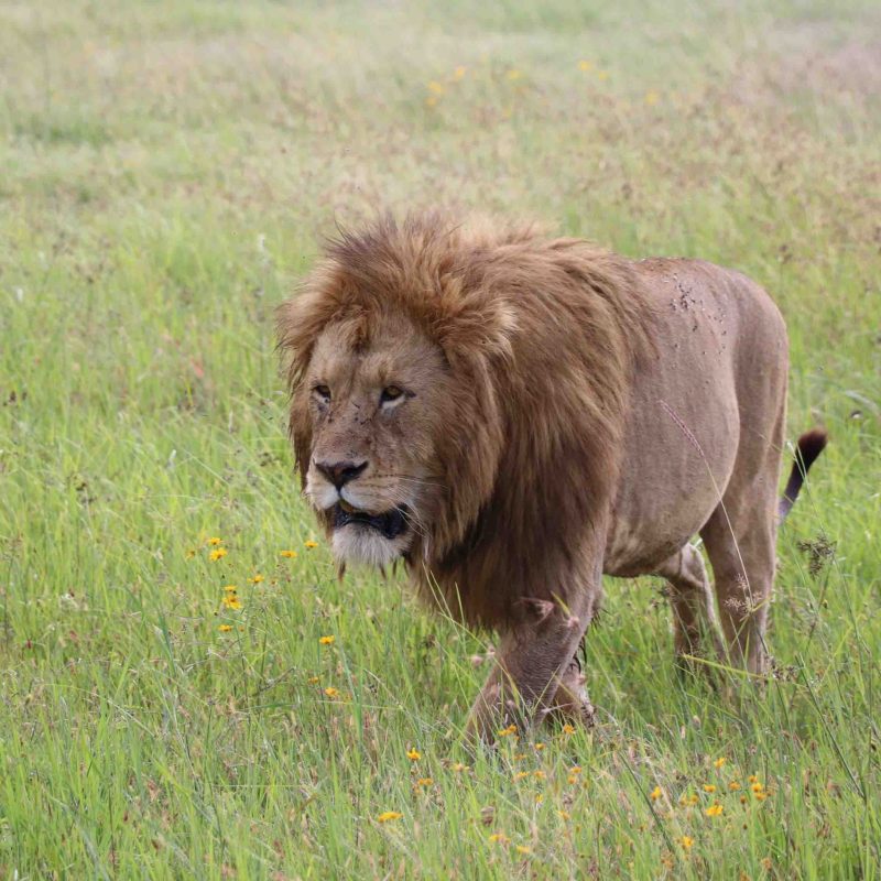 lion 1