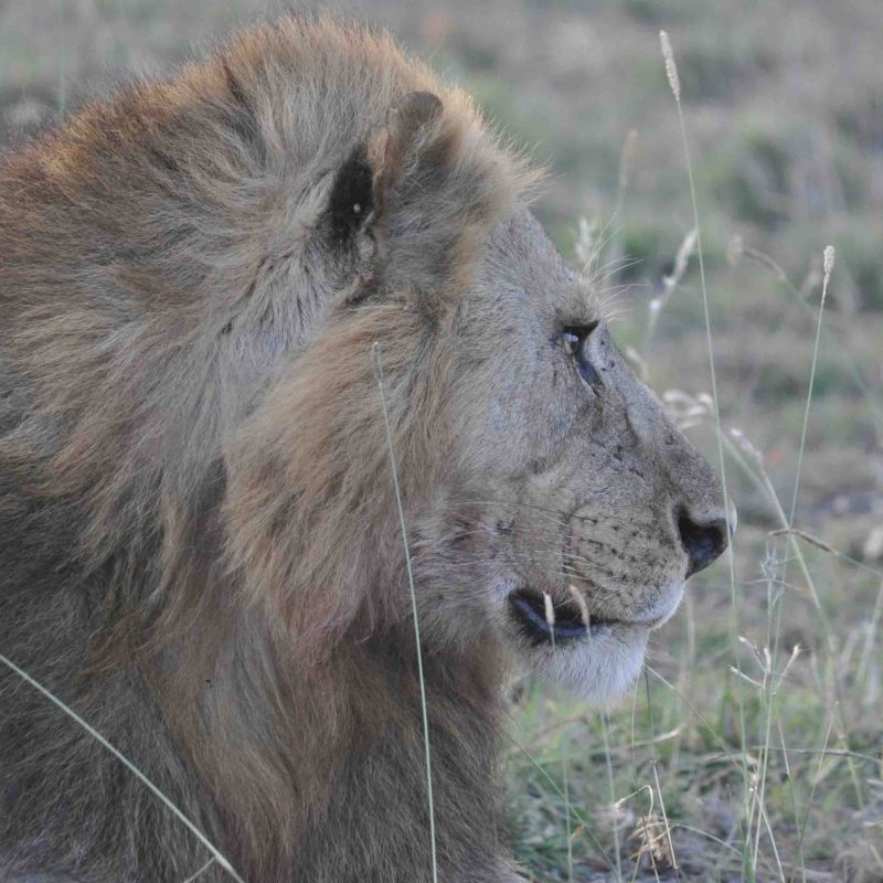 lion 8