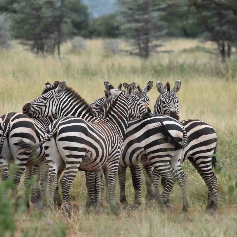 zebra 10