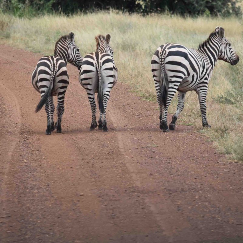 zebra 9